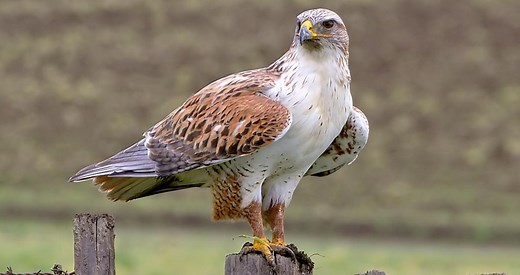Ferruginous Hawk Photos and Videos for, All About Birds, Cornell Lab of Ornithology