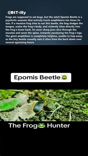 This BUG hunts giant frogs 🐸 #shorts
