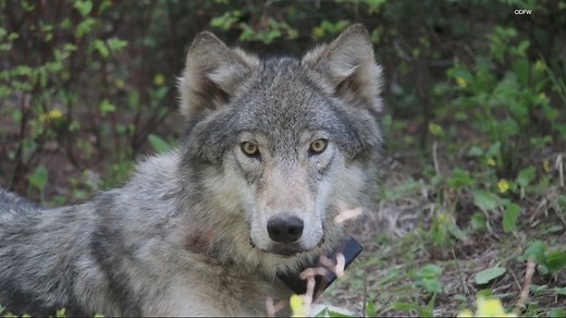 3 dead gray wolves found in southern Oregon, $50K reward for tips leading to arrest