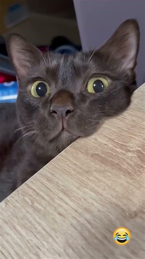 Estos gatos son DEMASIADO GRACIOSOS 😂 #gatosdivertidos #shorts #funny