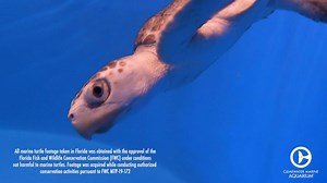 1.2M views · 10K reactions | On June 16th our team received a call of a Kemp’s ridley sea turtle swallowing a fishing hook. Since sea turtles have finger-like projections in their throats that help them swallow their food, it also makes it difficult for them to get anything out of their throat. Our veterinary team was able to remove the hook successfully and Isurus is now on the road to recovery. | Clearwater Marine Aquarium | Facebook
