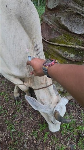Calcium injection for lame cattle #viral