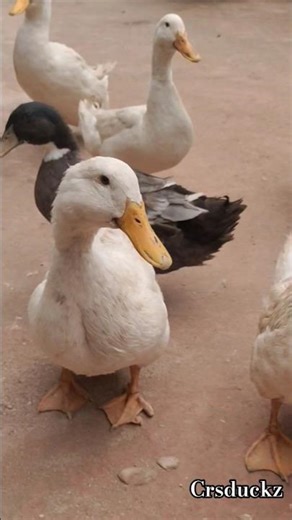 Cutest Duck Compilation Ever 😍 #duck #shorts