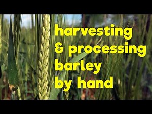 How to Harvest Barley