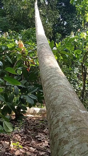 1K reactions · 11 shares | techniques for cutting wood stuck in trees. #cuttingtree #chainsawmini #operatorchainsaw | Chainsaws Inch | Facebook