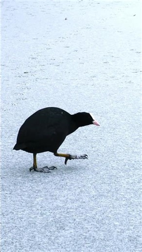 Coot Walking on Ice #birds #nature #wildlife