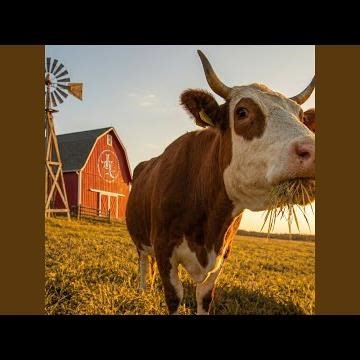 Llorar Por Amor (En Vivo)