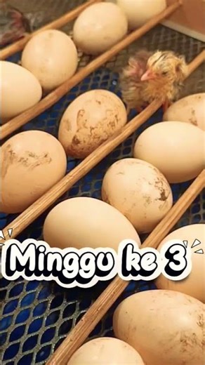perkembangan telur ayam sampai menjadi anak ayam