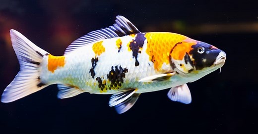 What Do Koi Fish Eat? 8 Key Foods in their Diet