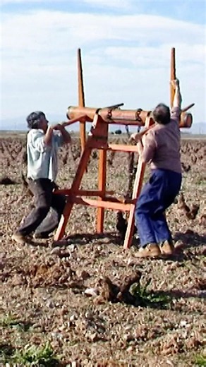 🍇🪵 ANCIENT WINCH for pulling up old VINES: ingenious MANUAL mechanism