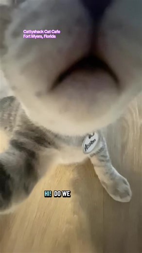 Good meowning from Fort Myers! ☀️🐾 The cats are up, breakfast is served, and they’re waiting for you to visit 💜 #cat #catsoftiktok #foryoupage #fyp #tiktokviral