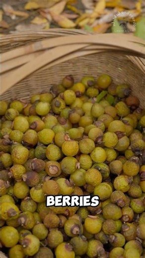 Strange berry used to make soap