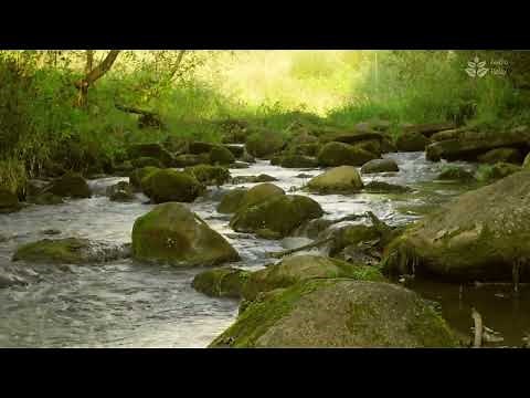 Nature Sounds for the Perfect Relaxing Experience