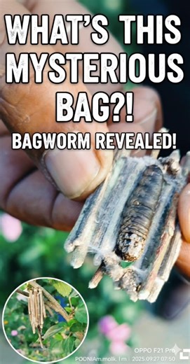 What's Inside This Mysterious Bag? 🤯 Bagworm Larva Revealed!