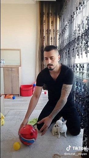 Engaging Playtime Activities with a Chihuahua