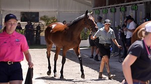 2.5K views · 21 reactions | How well do you know the Perth Yearling...