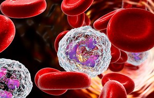 Sangue: funções, tipos e componentes - Mundo Educação