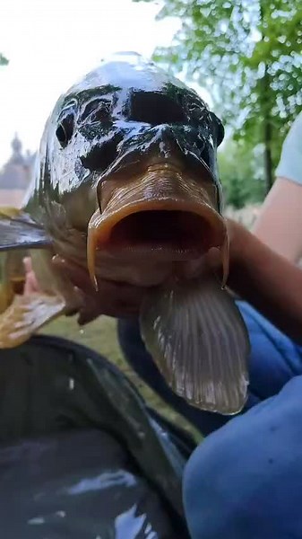 Pro Line Carp Products: Quality Fishing Gear