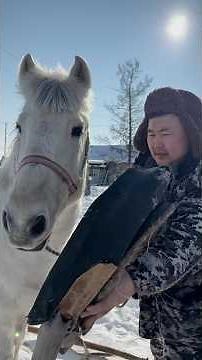 Feeding horses (Yakut breed)🐴 / Кормление лошадей (Якутская порода)🐴 #pandasakha #hardwork #north