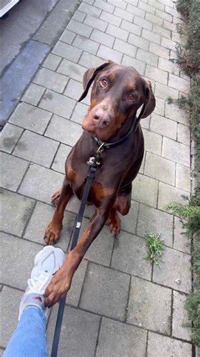 New day new paw to mommy! #dobermann #dog #paw #memes