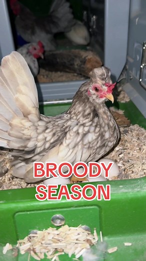 Kikiriki Hen Goes Broody: A Fun Coop Update