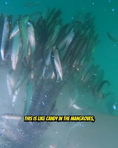 10K reactions · 209 shares | Catching Sardines in Lopez Mateos! #fishingbait #fishing #sardines | Your Saltwater Guide | Facebook