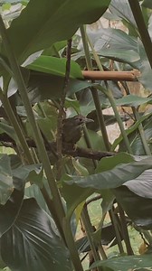 26K views · 96 reactions | These birds are undergoing rehabilitation...