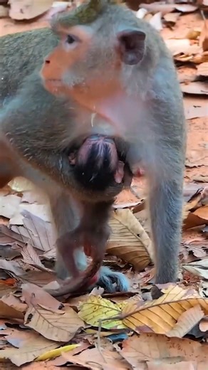 Monkey history 2024 on Reels