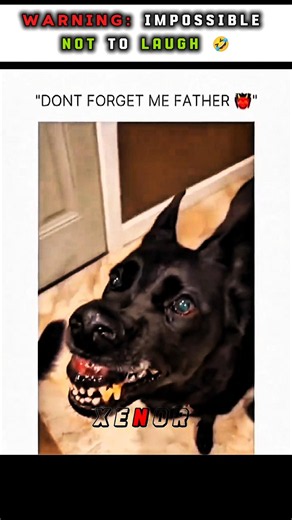Try Not to Laugh: Dog Edition 😂 #trollface #edit #funny #dog #reaction #shorts