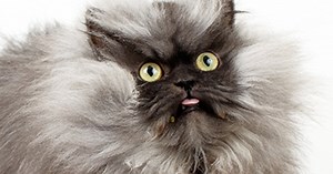 Me-wow! Colonel Meow sets record for world's longest fur
