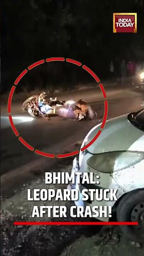 Bhimtal News: Leopard Stuck After Crash! Forest Team Launches Rescue #uttarakhand #bhimtal #viral