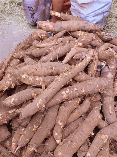 Yuca a 30 Bs la arroba en Santa Cruz | Feria del Productor al Consumidor