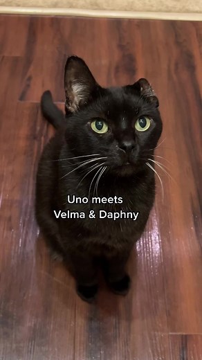 81K views · 4K reactions | Uno meets Velma and Daphne (and accidentally gets Fred in trouble ) w/ Scuba Steph & Girls Got Rhythm | One eared uno | Facebook