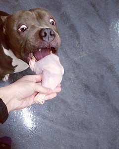 4.3M views · 67K reactions | Woodsie got his own little Christmas...