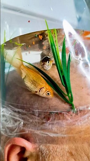 funny videos: 15 Unexpected Fails That Make You Laugh [2025]