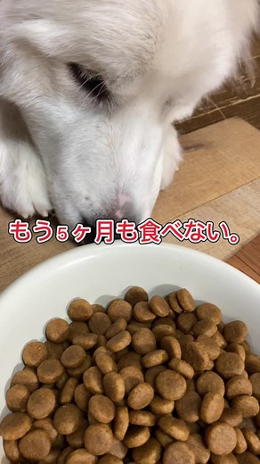 食欲不振のグレートピレニーズの対策法