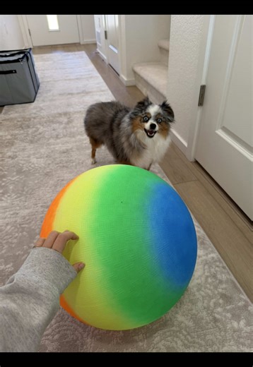 Best Herding Ball Activities for Dogs at the Park