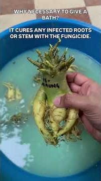 SAVE YOUR ADENIUM OR ARABICUM FROM GETTING ROOT ROT.