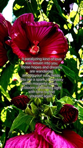 Kimberly on Instagram: "Original poem and photography @hibiskos Have a beautiful day! 🌺🌈 A paralyzing kind of love was woven into you, those hopes and dreams are wandering among your ruby fields. You are a spark of mystery within magenta winds— a bloom of blinding light with time to find yourself again. #poetry #griefjourney #grief #inspiration #poem #wellnesscommunitythreads #poet #nature #naturephotography #love #reels #beautiful #docember #photooftheday #explore #fyp"