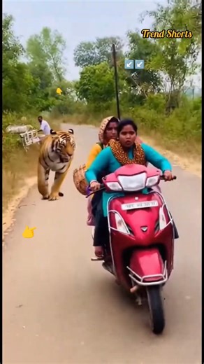 On Camera 🐅 Tiger Attacks Woman Near Home! 😱 High-Tension Escape #shorts