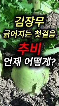When and How to Fertilize Korean Radishes for Kimchi | Top-Dressing Guide for Radish Cultivation ...