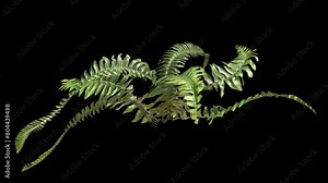 Looping Fern Plant v2 on Alpha Channel