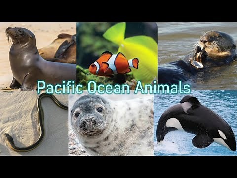 Pacific Ocean Animals for Kids - Ocean and Sea Animals Learning