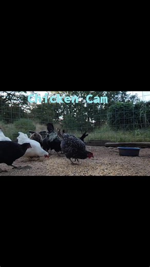 Chicken Cam. This was feeding time after they acted brand new!! lol #feedingtime #homestead #chickens #Oklahoma #Oklahoma