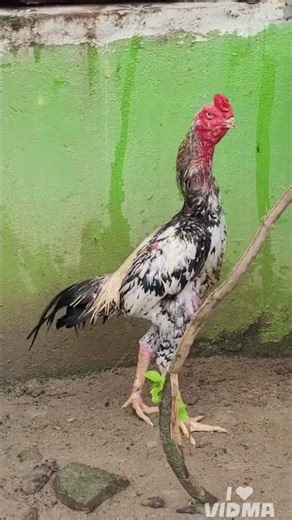 aseel rooster breeding #shorts #aseelmurga #rooster #murga