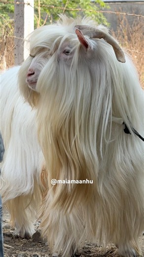 BIG FURR Extraordinary Bantom of Mohsin Bhai at SIKANDAR Goats Pune #goatfarming #animals