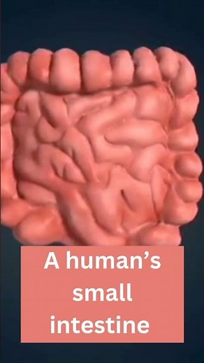 The Length of the Intestines