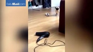 This pug is so cute. Please watch and share this cute video If you like pugs check out pugs for life https://www.youtube.com/user/garwar6726 Please subscribe, like, and comment. | Pugsforlife