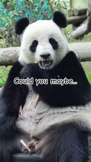 Panda pretty cute baby #anime #fantasy#PandaLife#GiantPanda#CuteAnimals#AnimalVideos#Bamboo