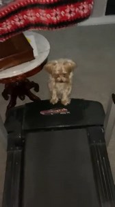 Pro Tip: If it is too cold to go for a walk outside, dogs love treadmills! Do you take your dog for a walk inside when it is cold? #Dogs #Animals 🐶🐶 | Animalistic